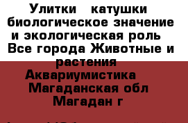 Улитки – катушки: биологическое значение и экологическая роль - Все города Животные и растения » Аквариумистика   . Магаданская обл.,Магадан г.